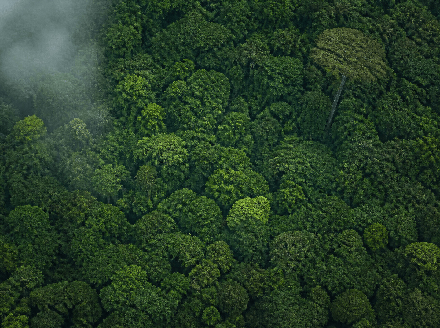Aerial view of a forest